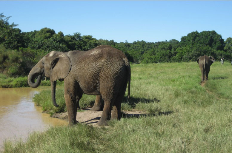 elephants at Waterhole web