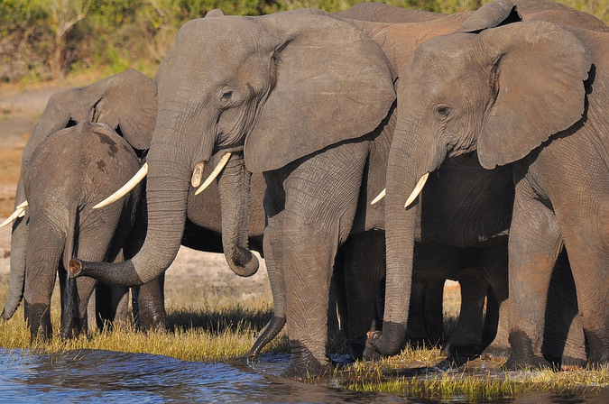 African savannah elephants drinking at a waterhole