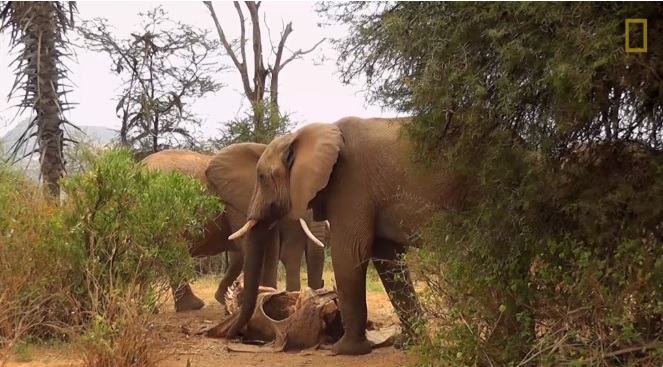 Elephants Mourn their grief