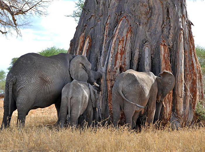 Baobab elephants Tanzania experience