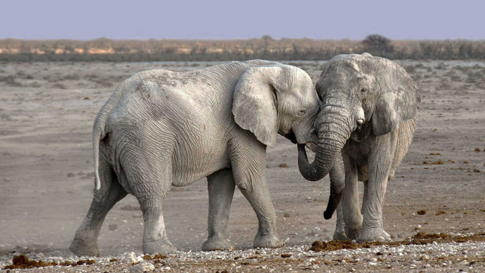 elephants trunks photo credit CC0 Public Domain