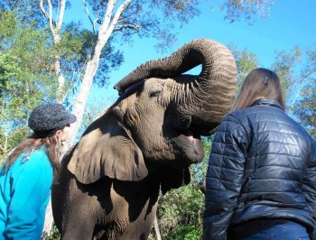 elephant-santuary-plett-Gallery-(1)