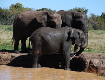 elephant-santuary-plett-Gallery-(4)