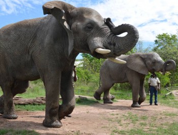 hazyview-elephant-sanctuary-1