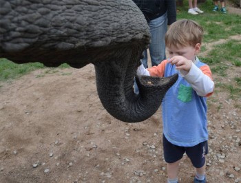 hazyview-elephant-sanctuary-2