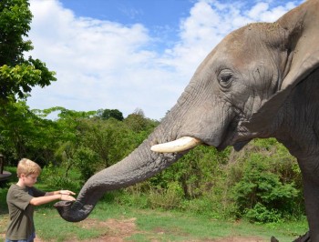 hazyview-elephant-sanctuary-4