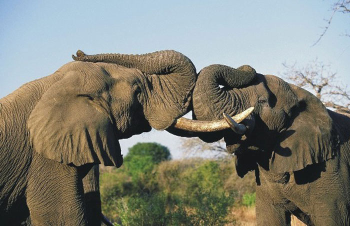 african elephant web