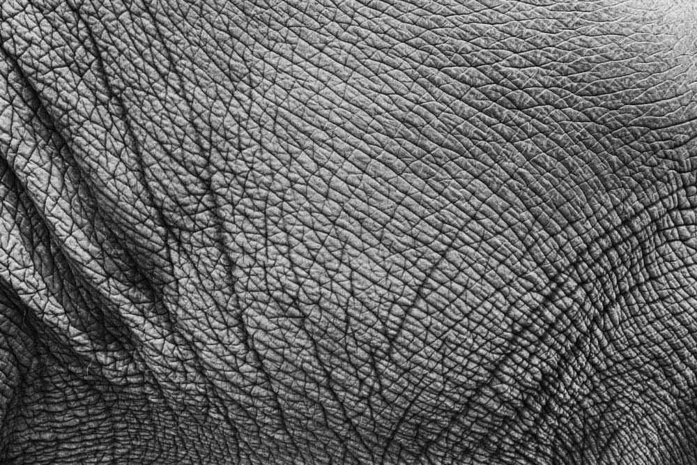 ElephantSkinCracks web