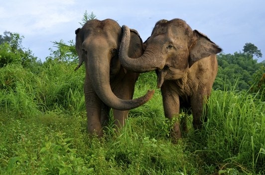 Elephants console each other Plotnik3