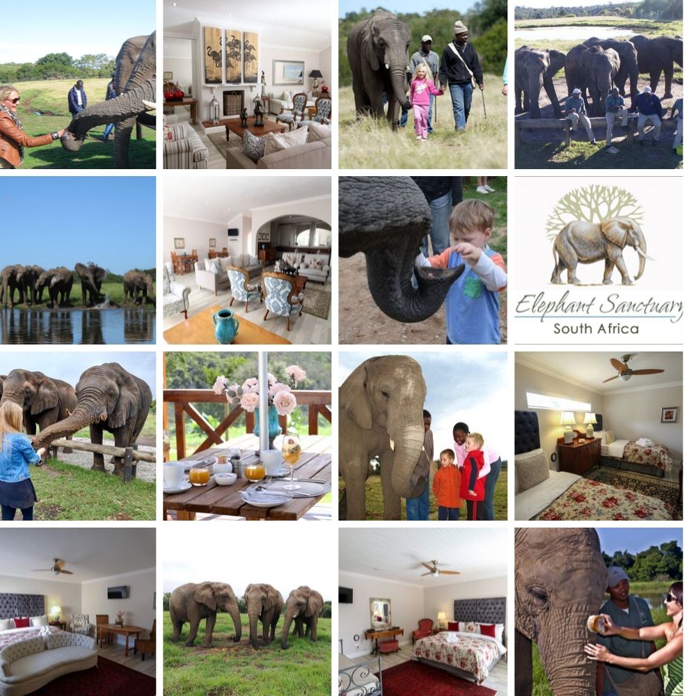 Plett Elephants Collage