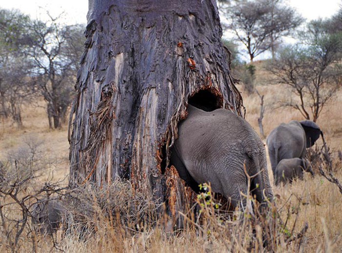 Baobab elephants Tanzania experience 2