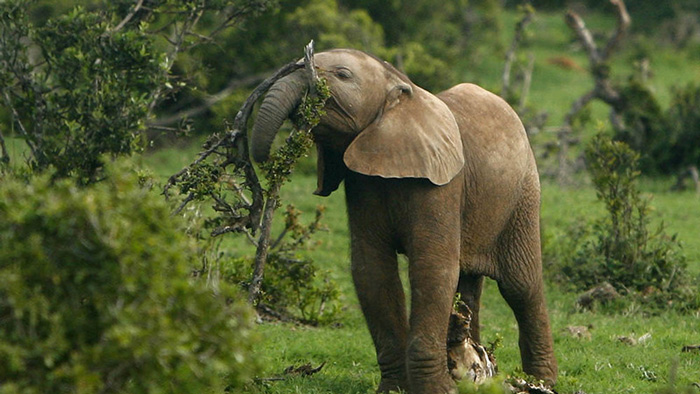 Elefantes africanos recogiendo frutas de los árboles