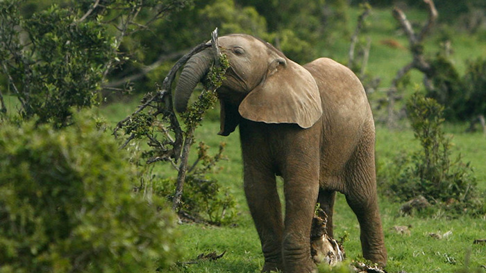 spekboom young elephnat eating