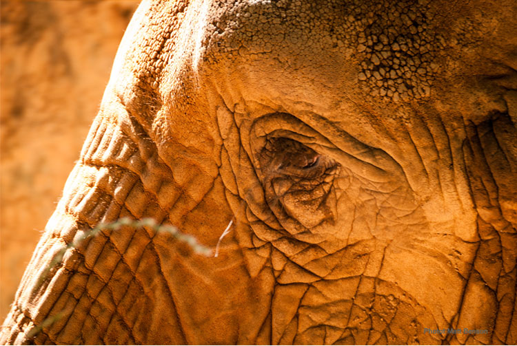 elephants compassion