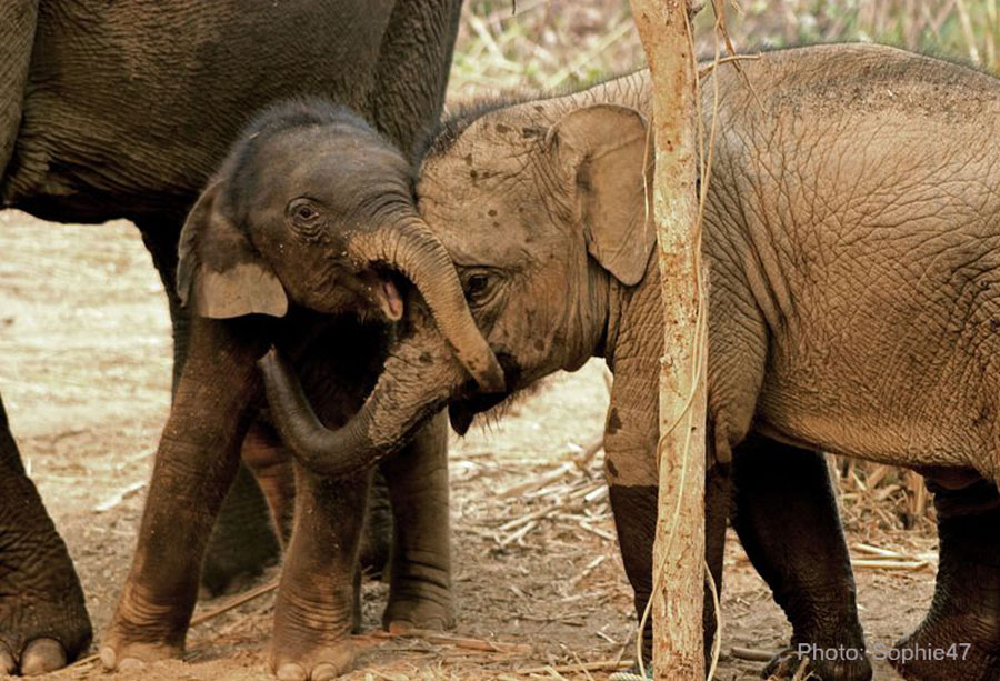 elephants console each other photo sophie47 web