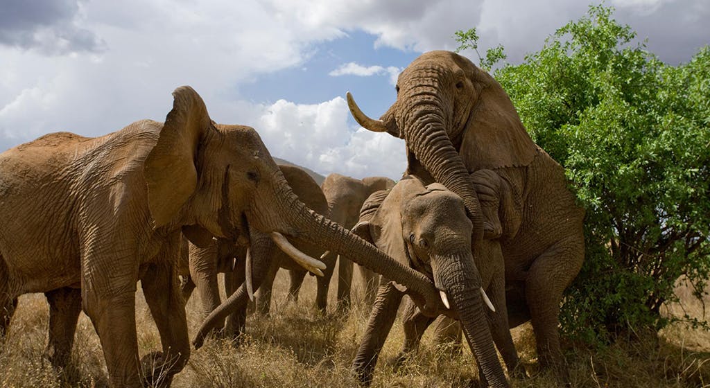 male elephant dating nationalgeographic