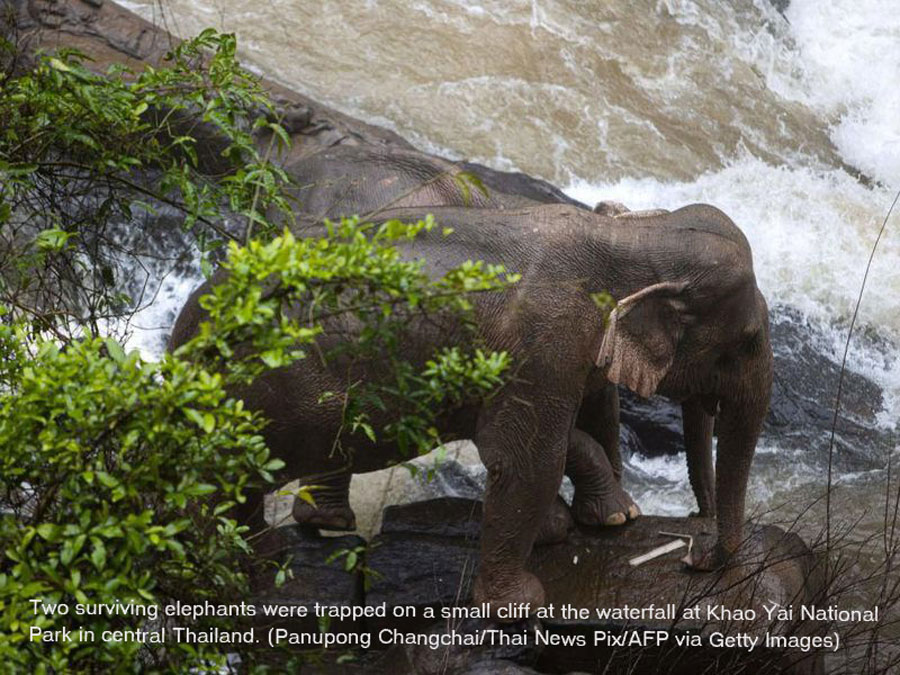 two surviving thai elephants with text