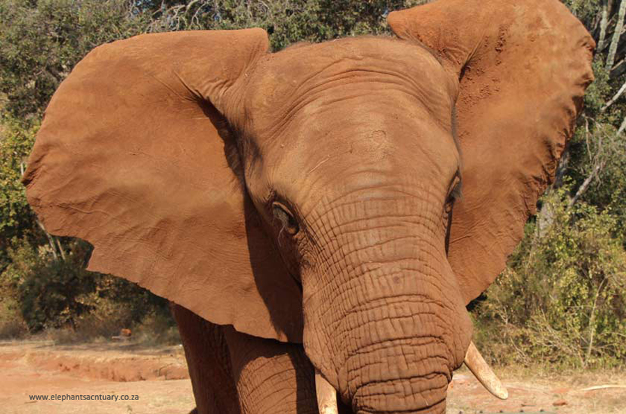 Elephant ears