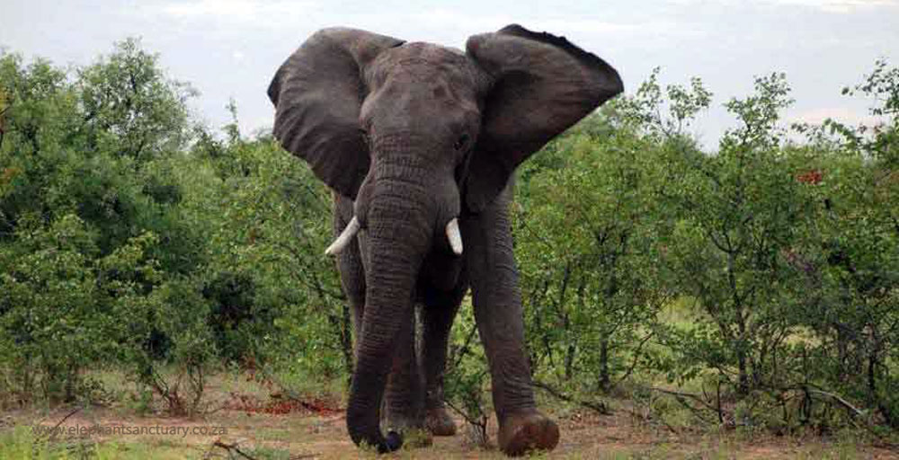 African elephant bull