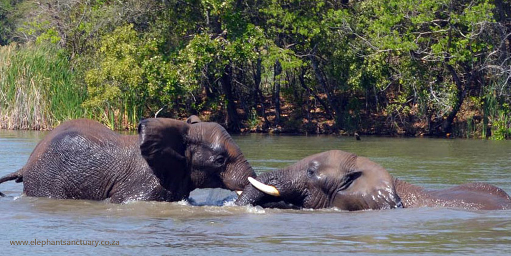 elephant swimming 2