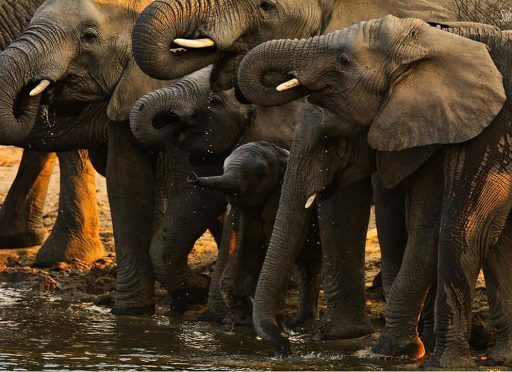 elephant family