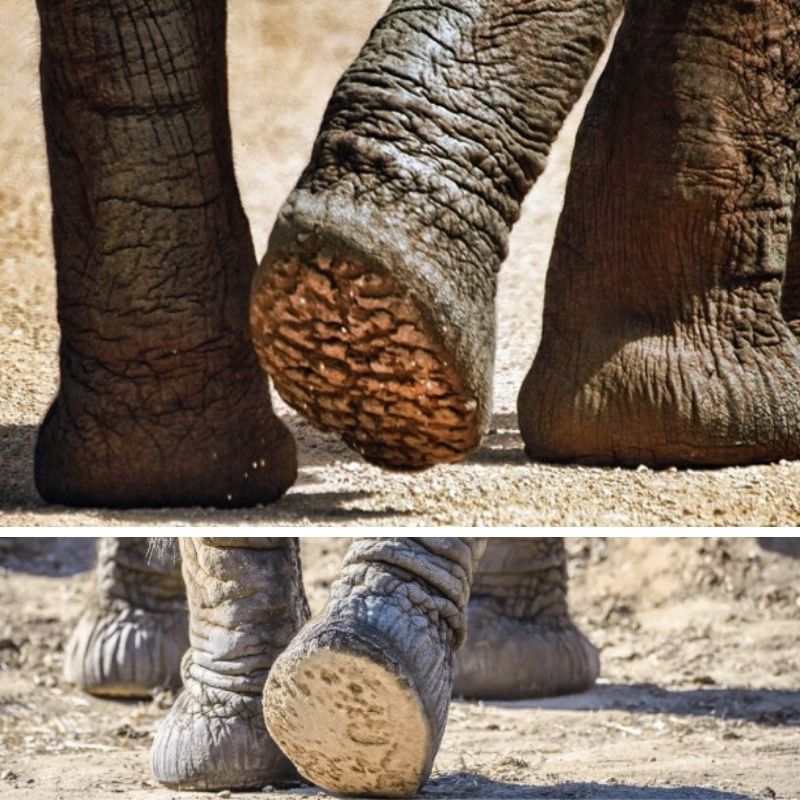 elephant groovy feet