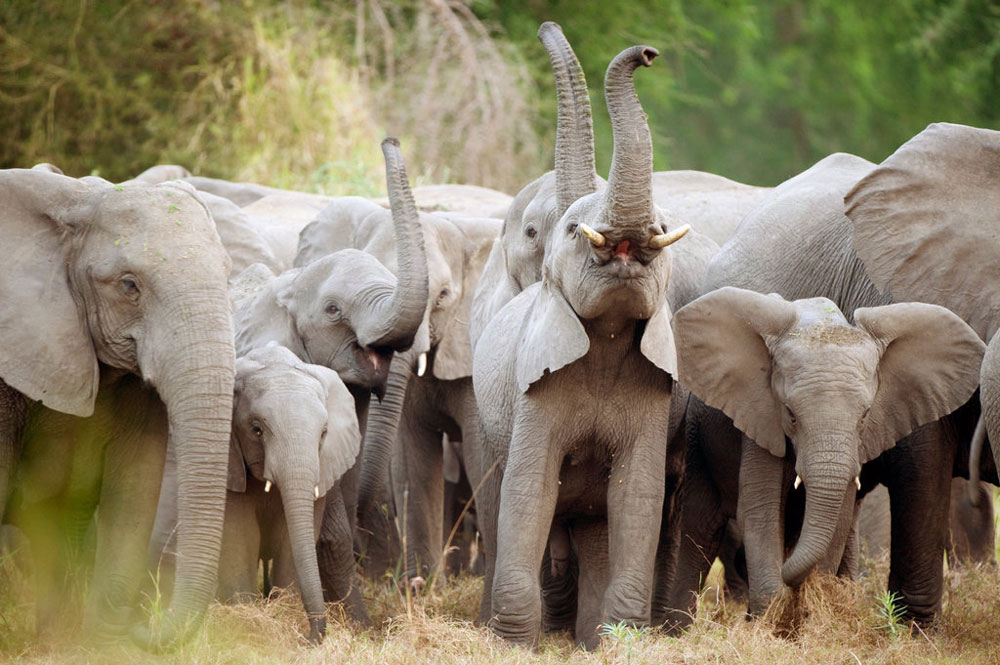 elephants african parks banner