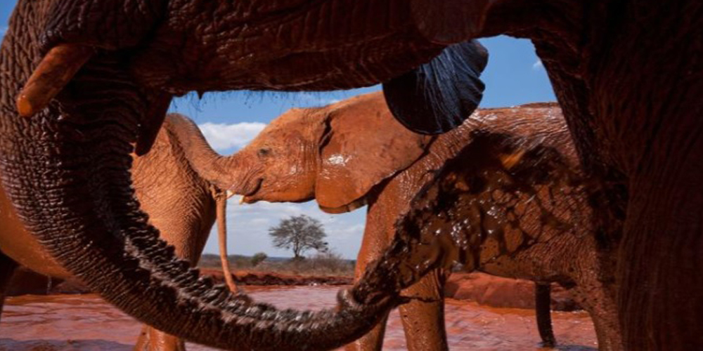 elephants mud