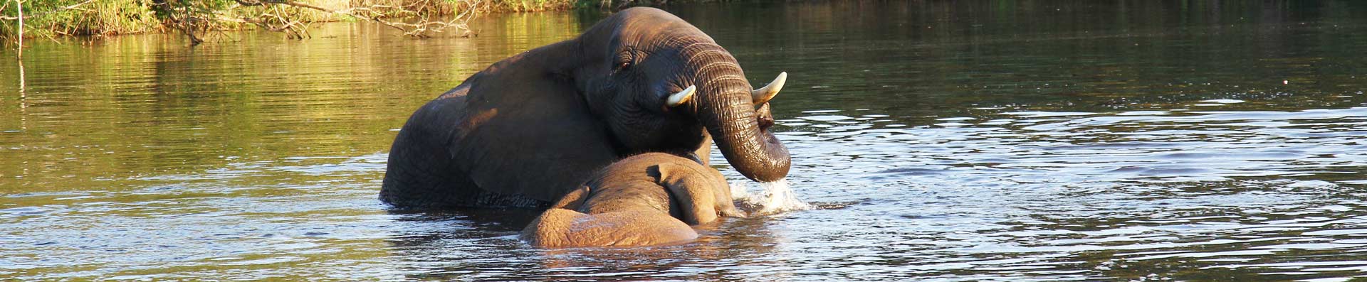 elephant facts header