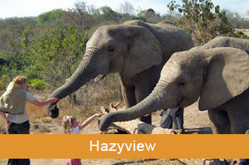 Elephant Sanctuary Hazyview