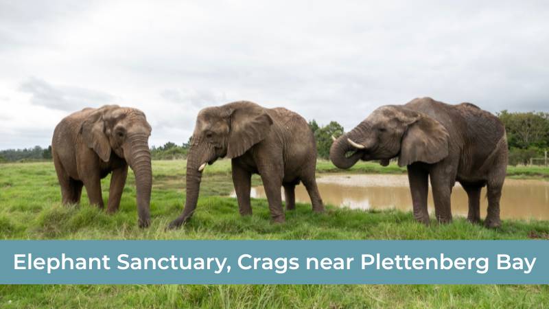 elephant sanctuary plett