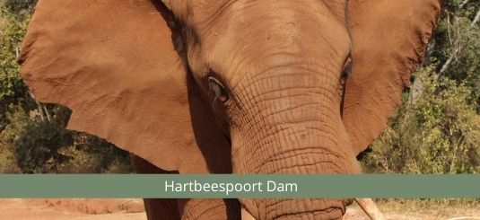 elephant sanctuary hartebeespoort icon